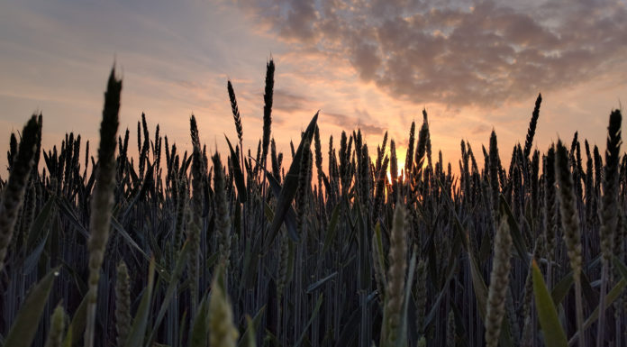 NFU: Deleterious effects of Climate Change on the Agricultural Industry