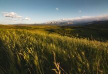 Western Canadian Wheat Growers 50th anniversary convention is cancelled